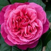 Garden Rose L pink Mayra´s