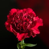 Carnations Red