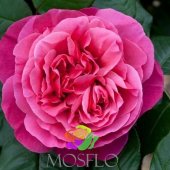 Garden Rose L pink Mayra?s