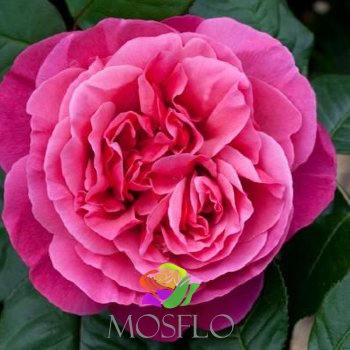 Garden Rose L pink Mayra´s