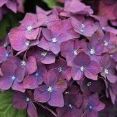 hydrangea/CO Purple